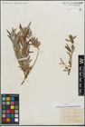 Foto von Salix repens subsp. rosmarinifolia (L.) Andersson